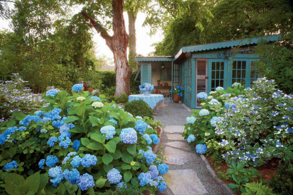 Hydrangea care Hydrangea care