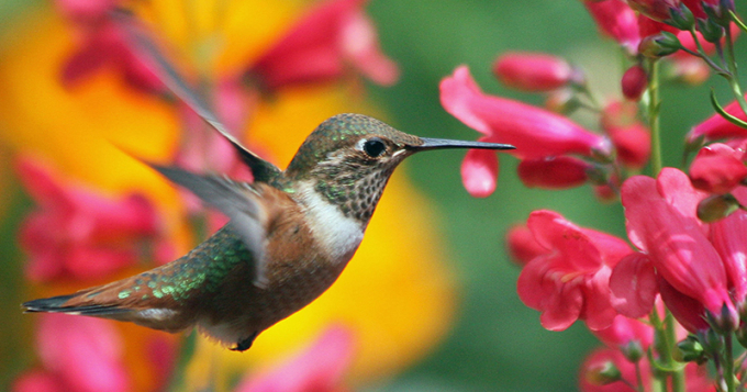 Melinda Myers Webinar:  Attracting Hummingbirds